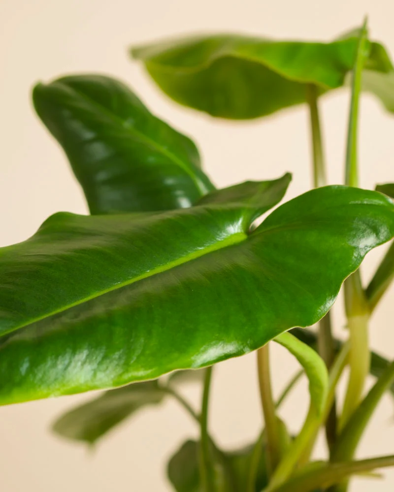 Philodendron Power-Duo