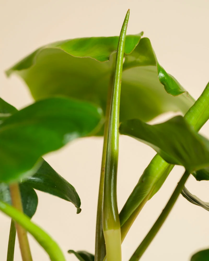 Philodendron Power-Duo