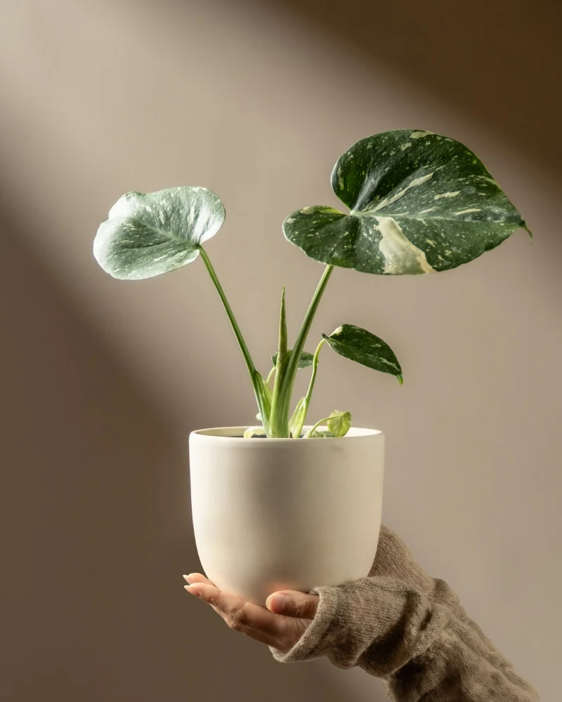 Kleine Monstera 'Thai Constellation' • feey