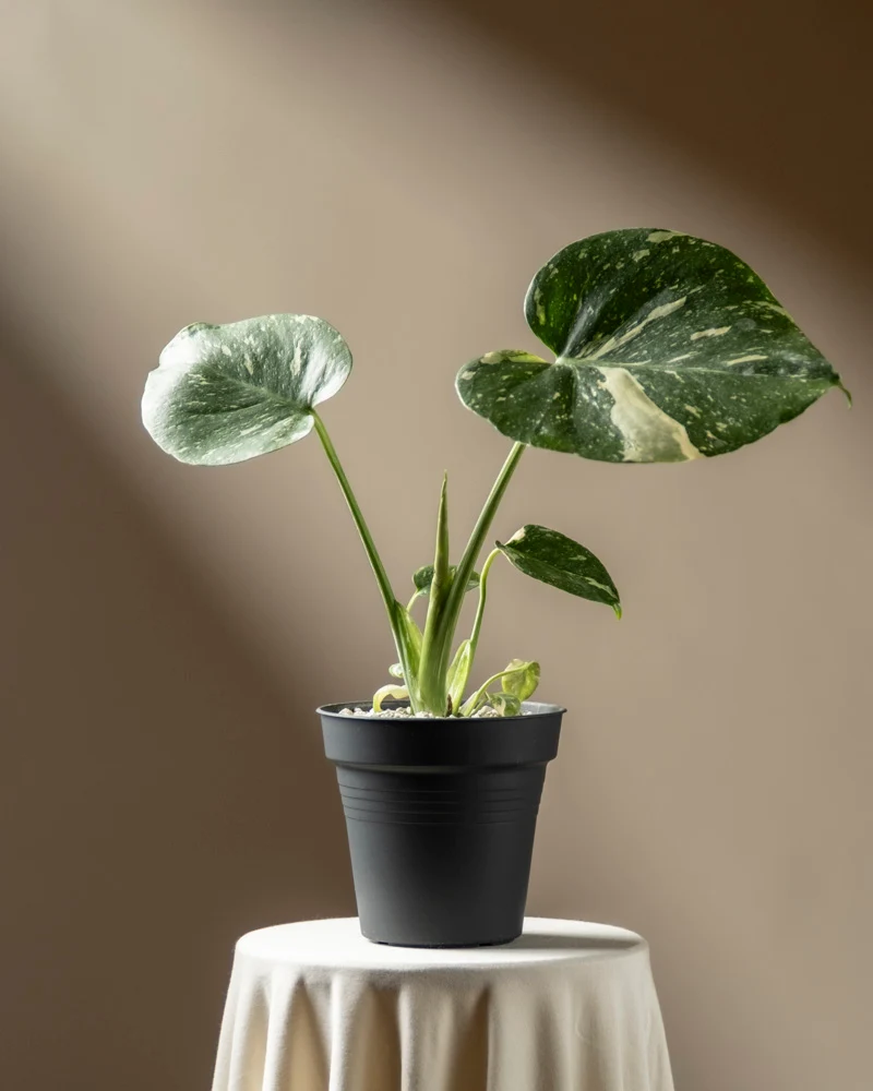 Kleine Monstera 'Thai Constellation' • feey
