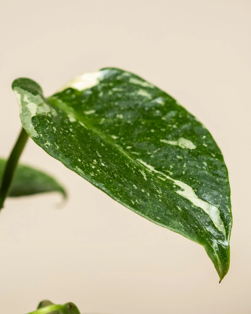 Kleine Monstera 'Thai Constellation' • feey
