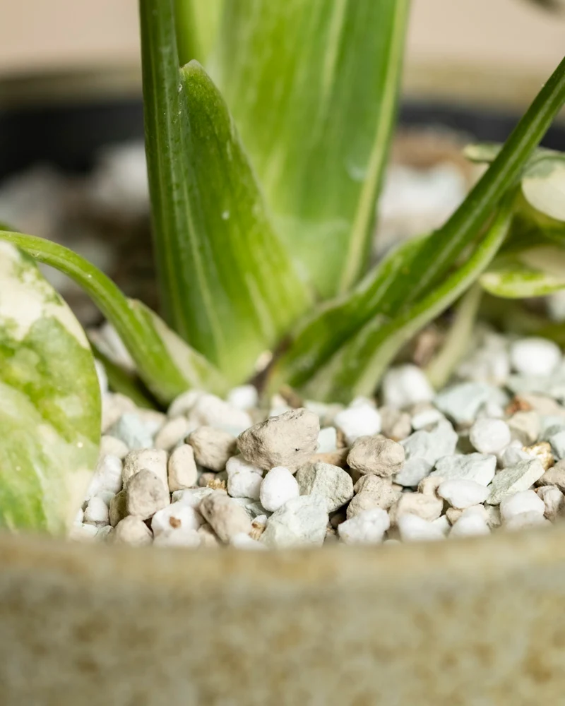 Kleine Monstera 'Thai Constellation' • feey