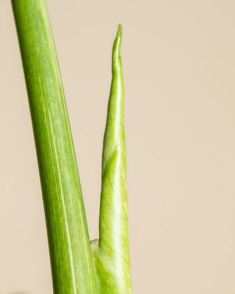 Kleine Monstera 'Thai Constellation' • feey