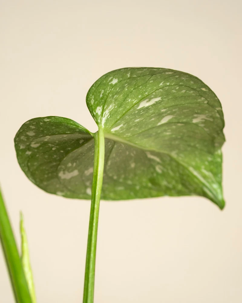 Kleine Monstera 'Thai Constellation' • feey