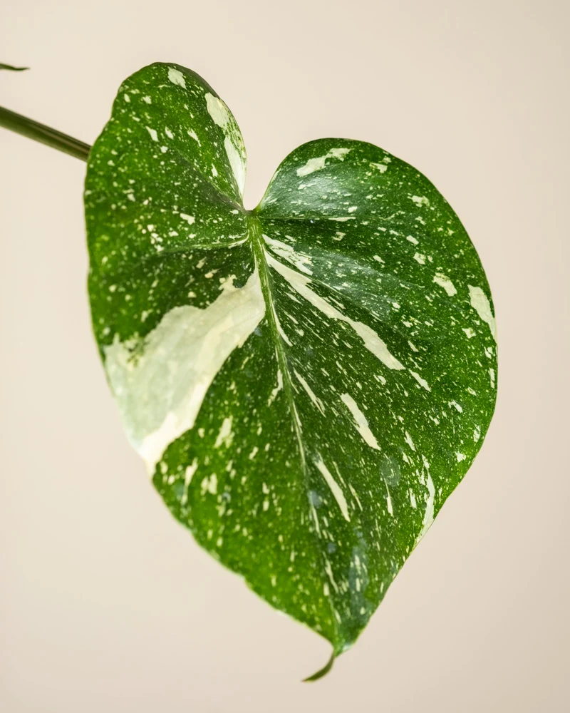 Kleine Monstera 'Thai Constellation' • feey