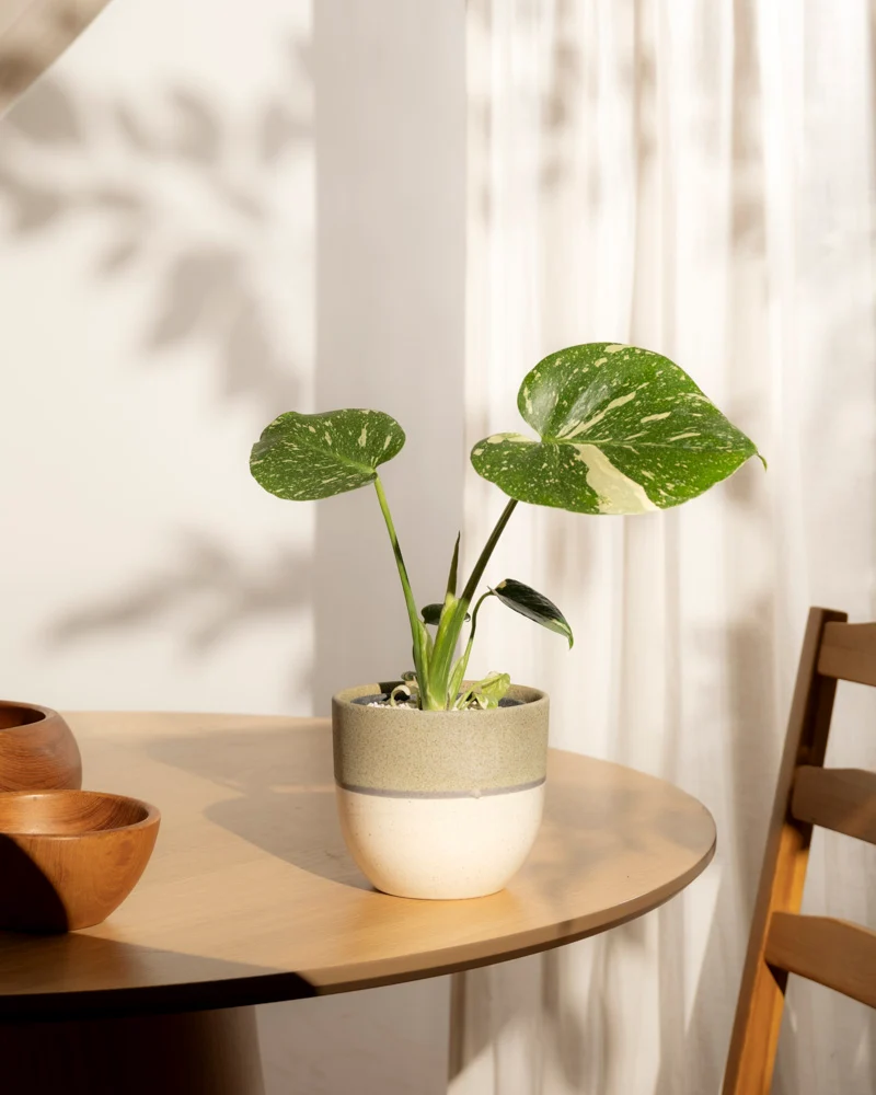 Kleine Monstera 'Thai Constellation' • feey
