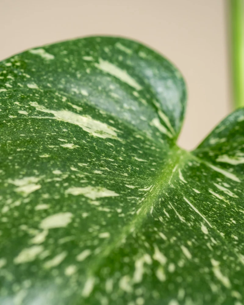 Kleine Monstera 'Thai Constellation' • feey