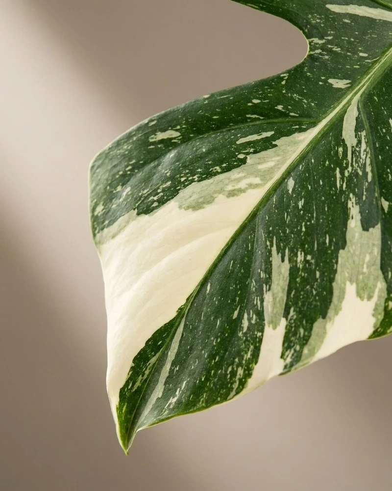 Monstera 'Thai Constellation' • feey