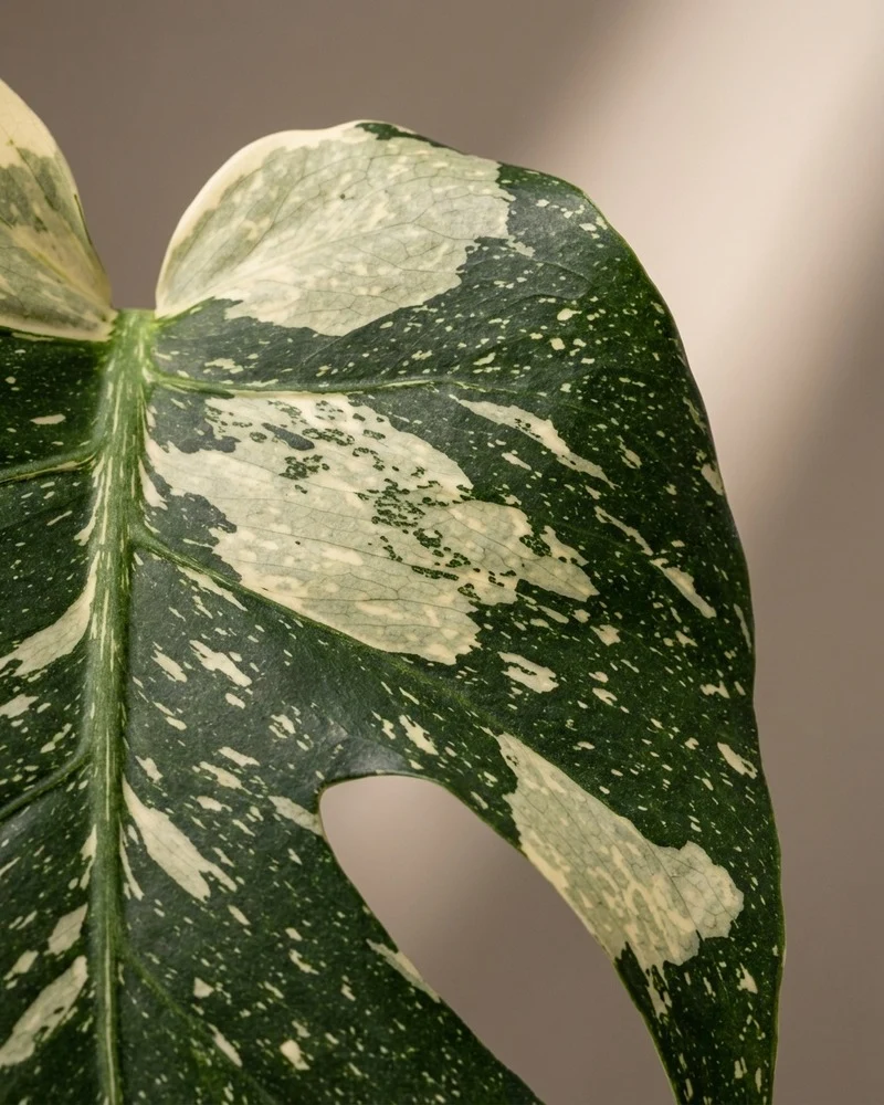 Monstera 'Thai Constellation' • feey