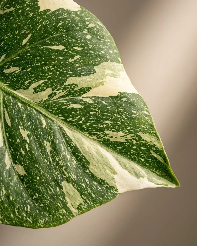 Monstera 'Thai Constellation' • feey