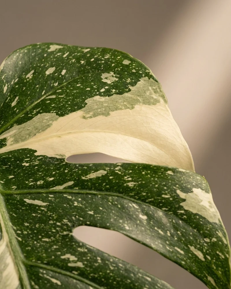 Monstera 'Thai Constellation' • feey