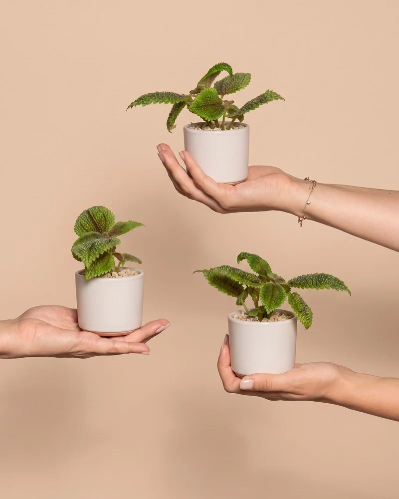 Baby Pilea 'Moon Valley' (3er-Set) • feey