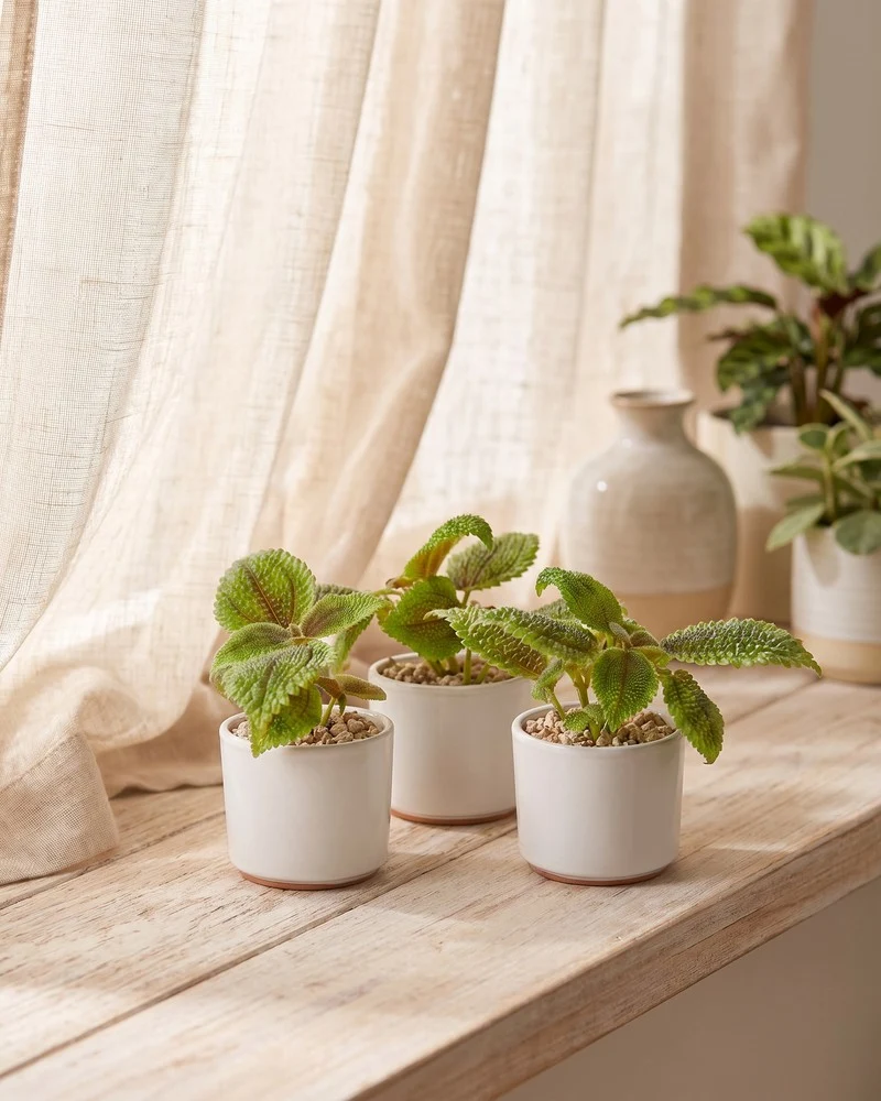 Baby Pilea 'Moon Valley' (3er-Set) • feey