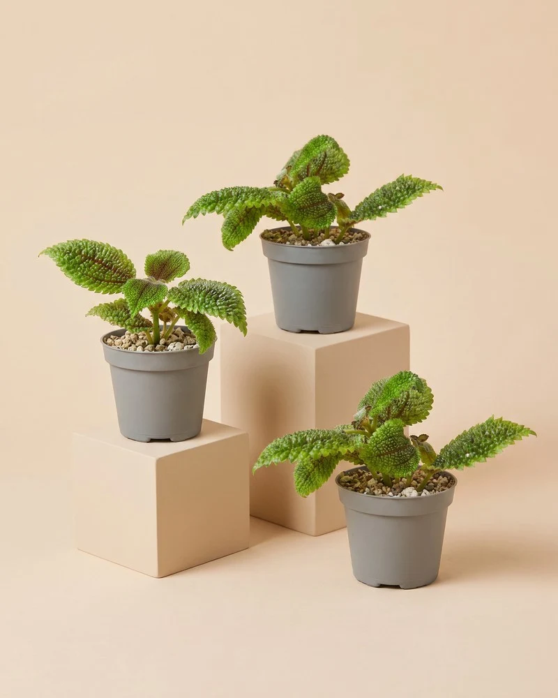 Baby Pilea 'Moon Valley' (3er-Set) • feey