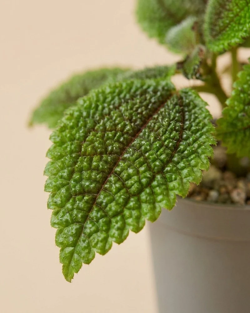 Baby Pilea 'Moon Valley' (3er-Set) • feey