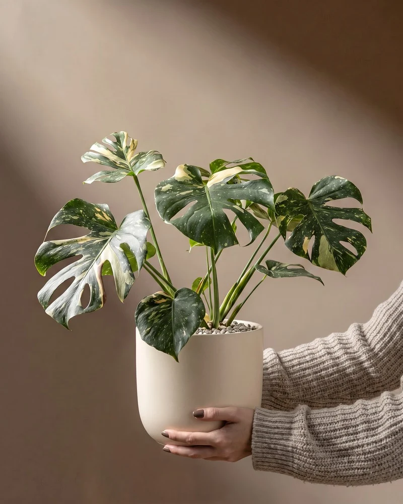Große Monstera 'Thai Constellation' • feey