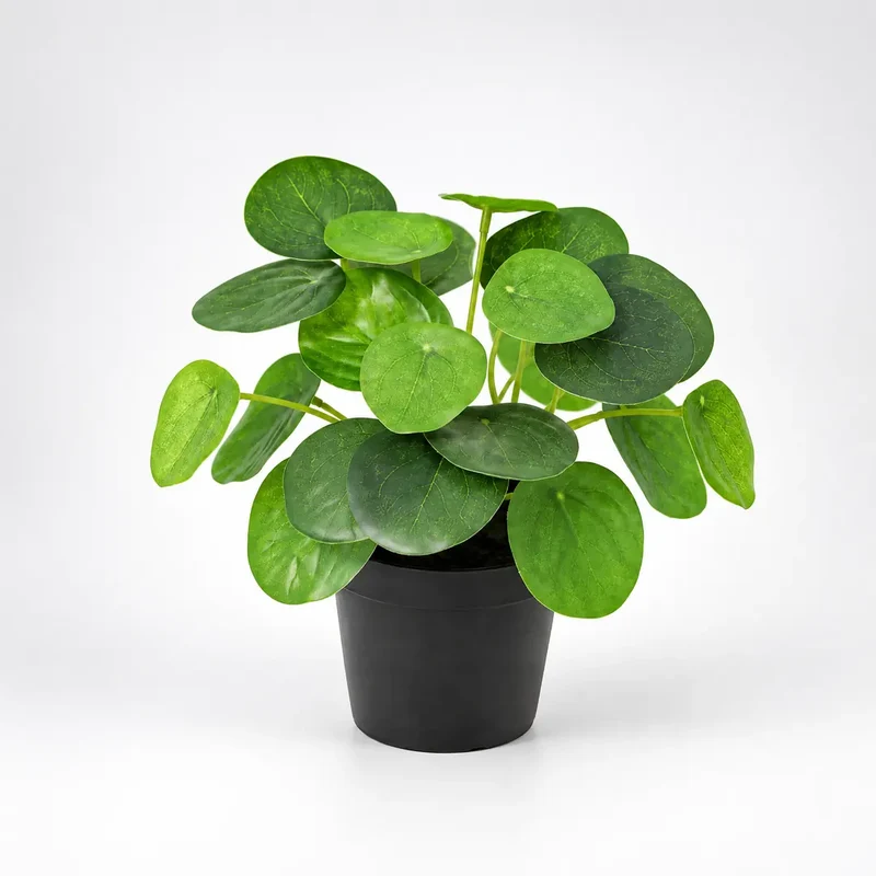 Kunstpflanze klein – künstliche Pilea Peperomioides, 17,5 cm im Topf