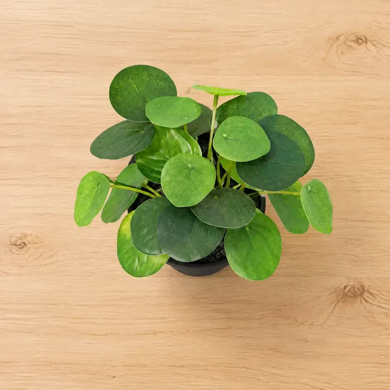Kunstpflanze klein – künstliche Pilea Peperomioides, 17,5 cm im Topf