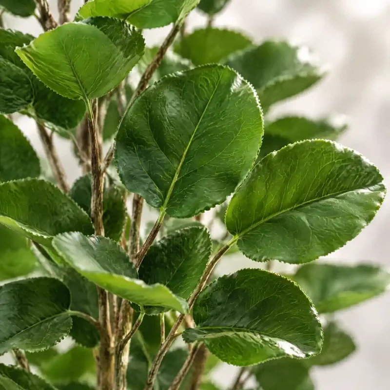 Kunstpflanze groß – künstlicher Polysciasbaum, 105 cm im Topf