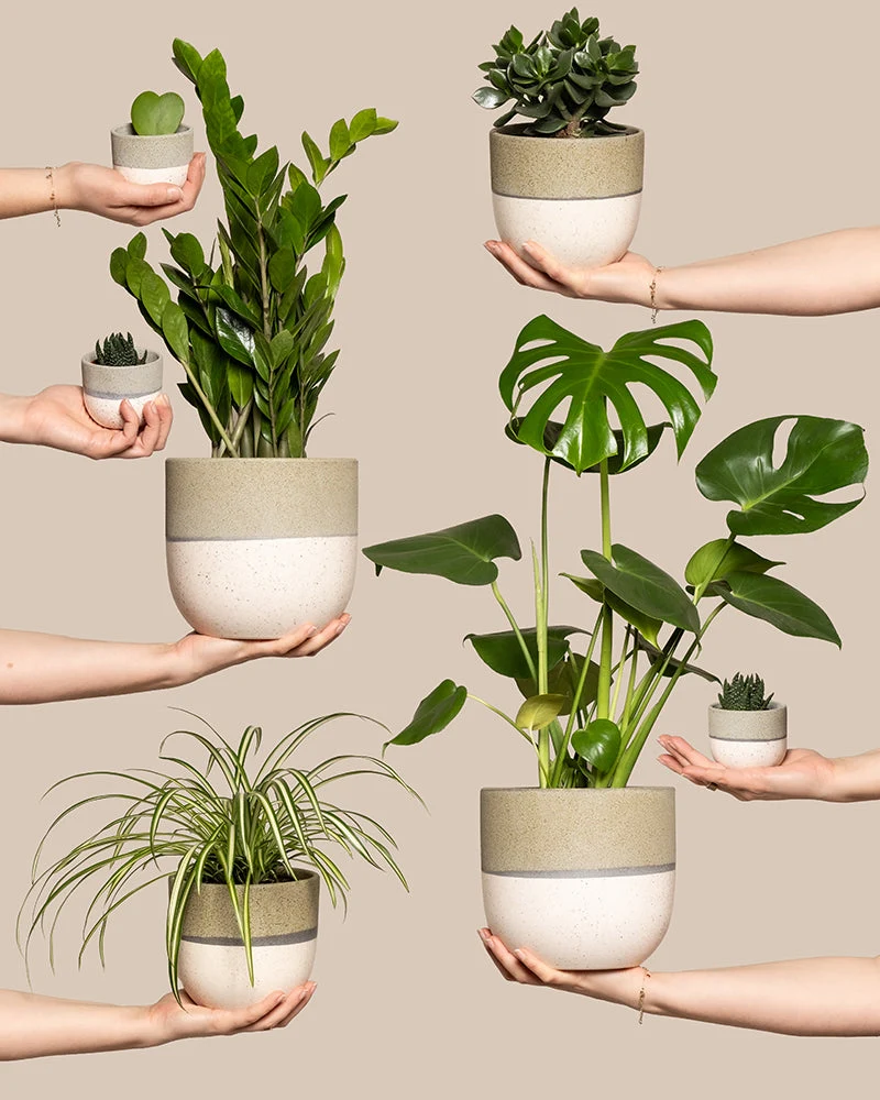 Homeoffice Pflanzen-Set