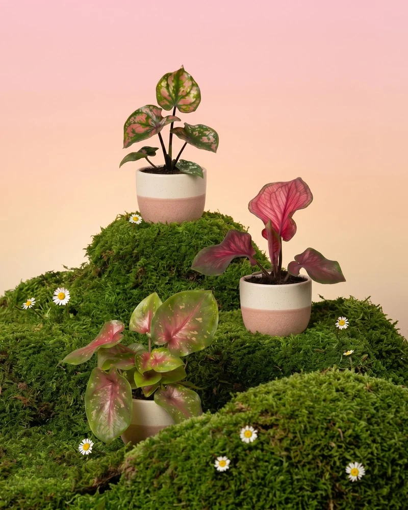 Baby Caladium gemischt (3er Set)