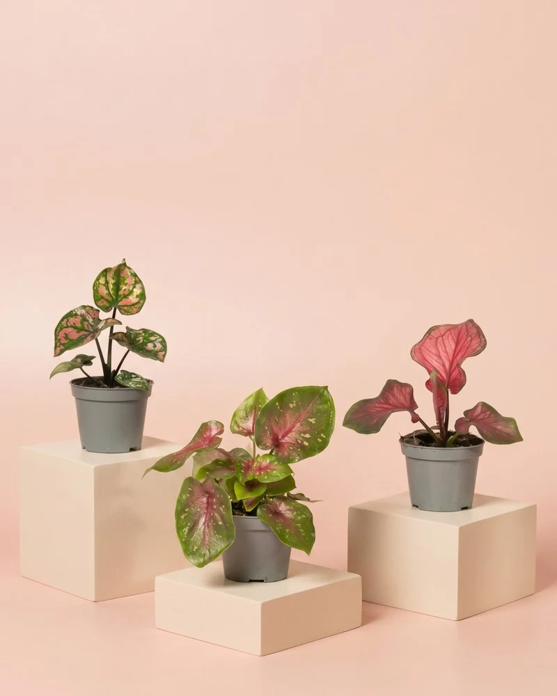 Baby Caladium gemischt (3er Set)
