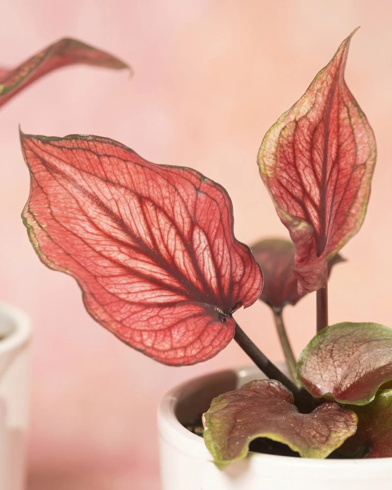 Baby Caladium gemischt (3er Set)