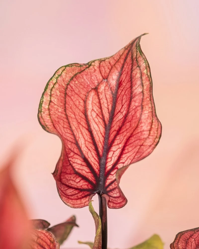 Baby Caladium gemischt (3er Set)