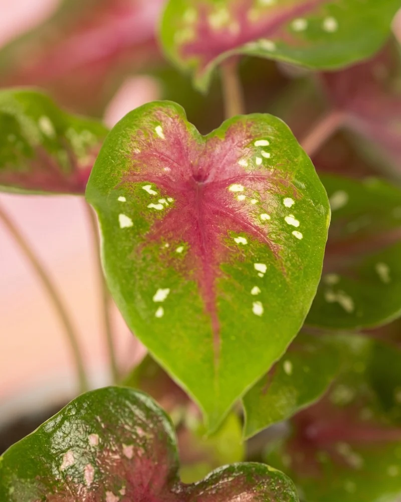 Baby Caladium gemischt (3er Set)