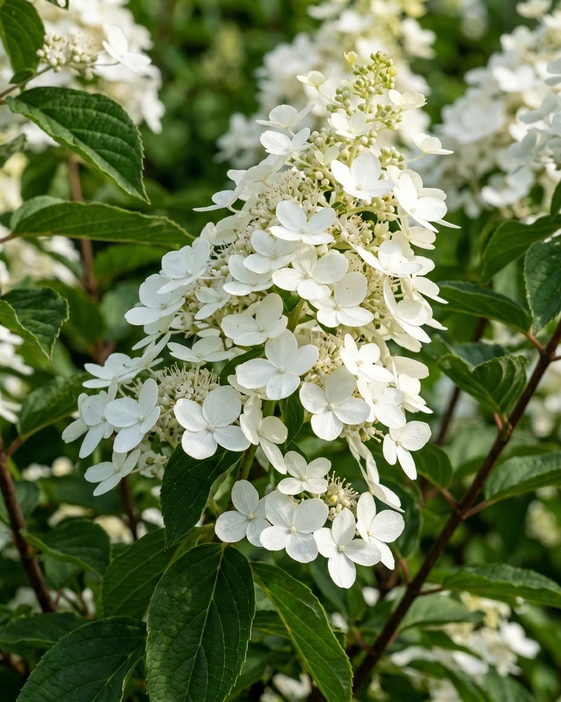 Weiße Rispenhortensie
