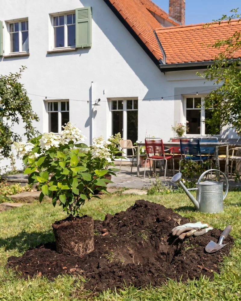 Weiße Rispenhortensie