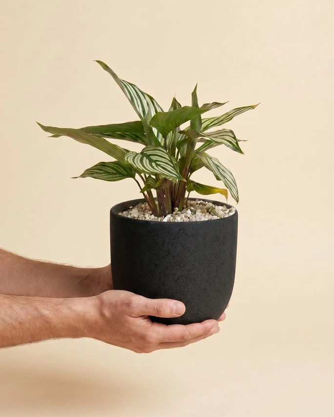 Calathea vittata • feey