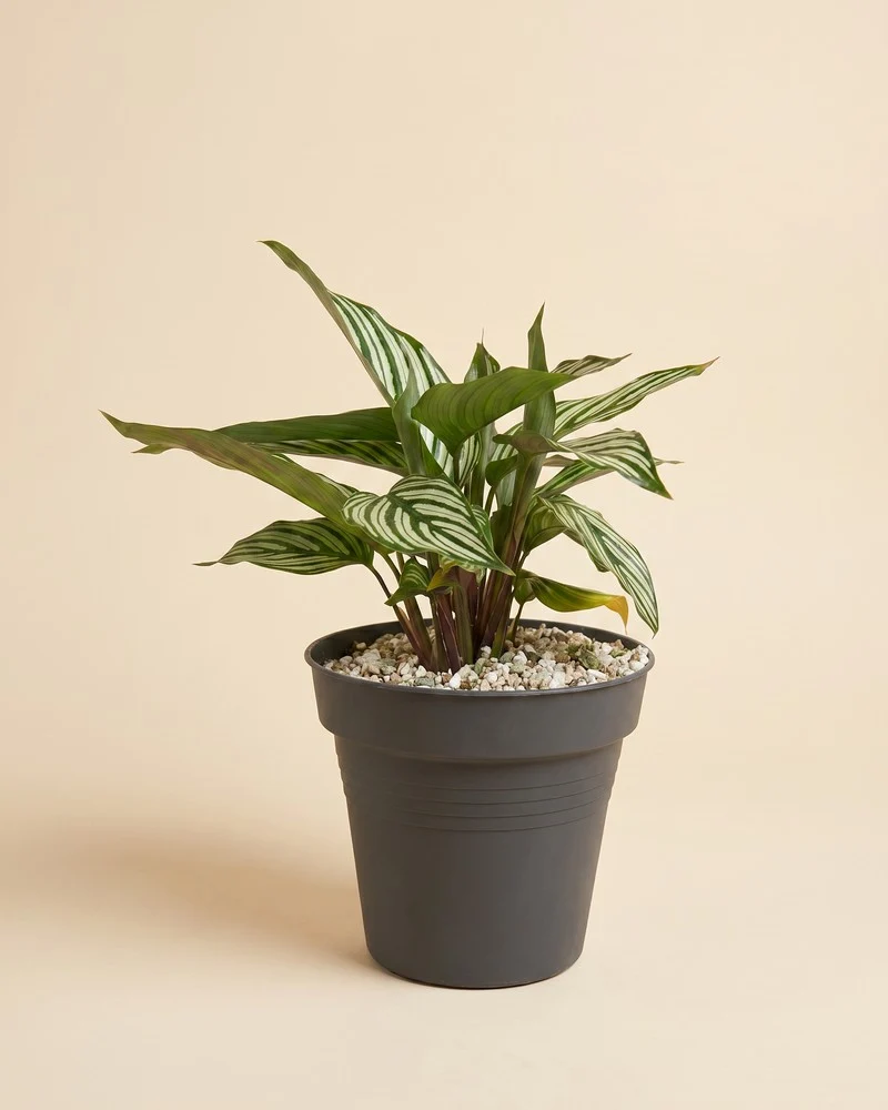 Calathea vittata • feey