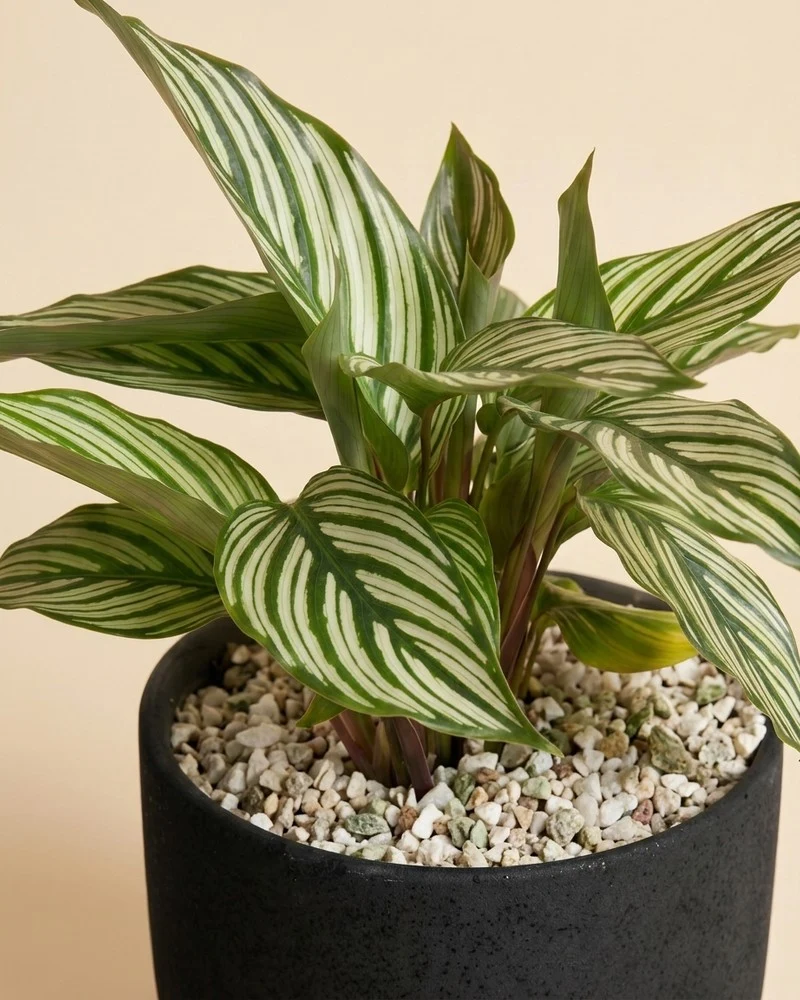 Calathea vittata • feey