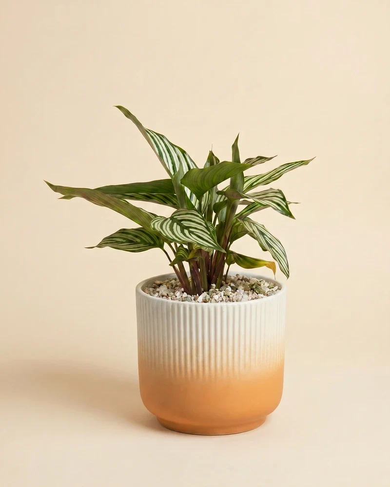 Calathea vittata • feey