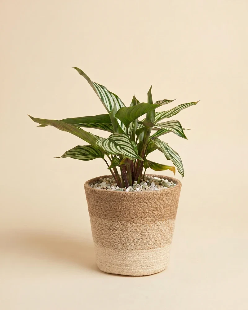 Calathea vittata • feey