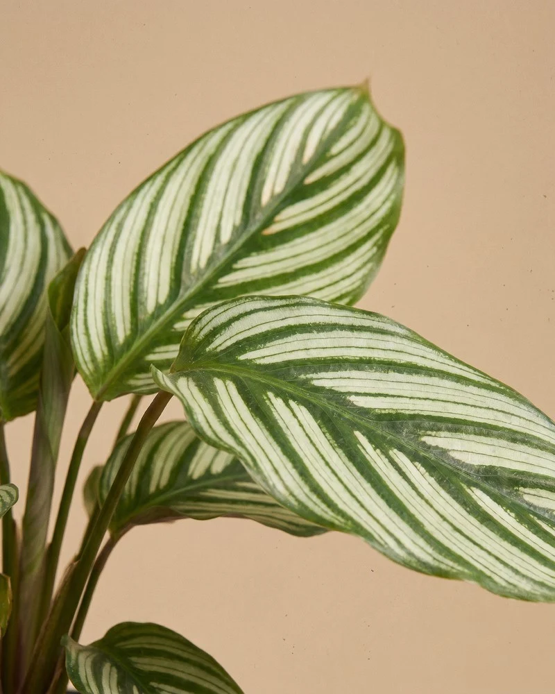Calathea vittata • feey