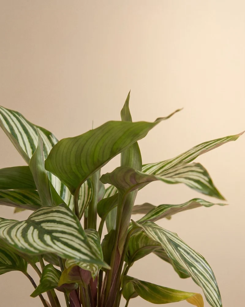 Calathea vittata • feey