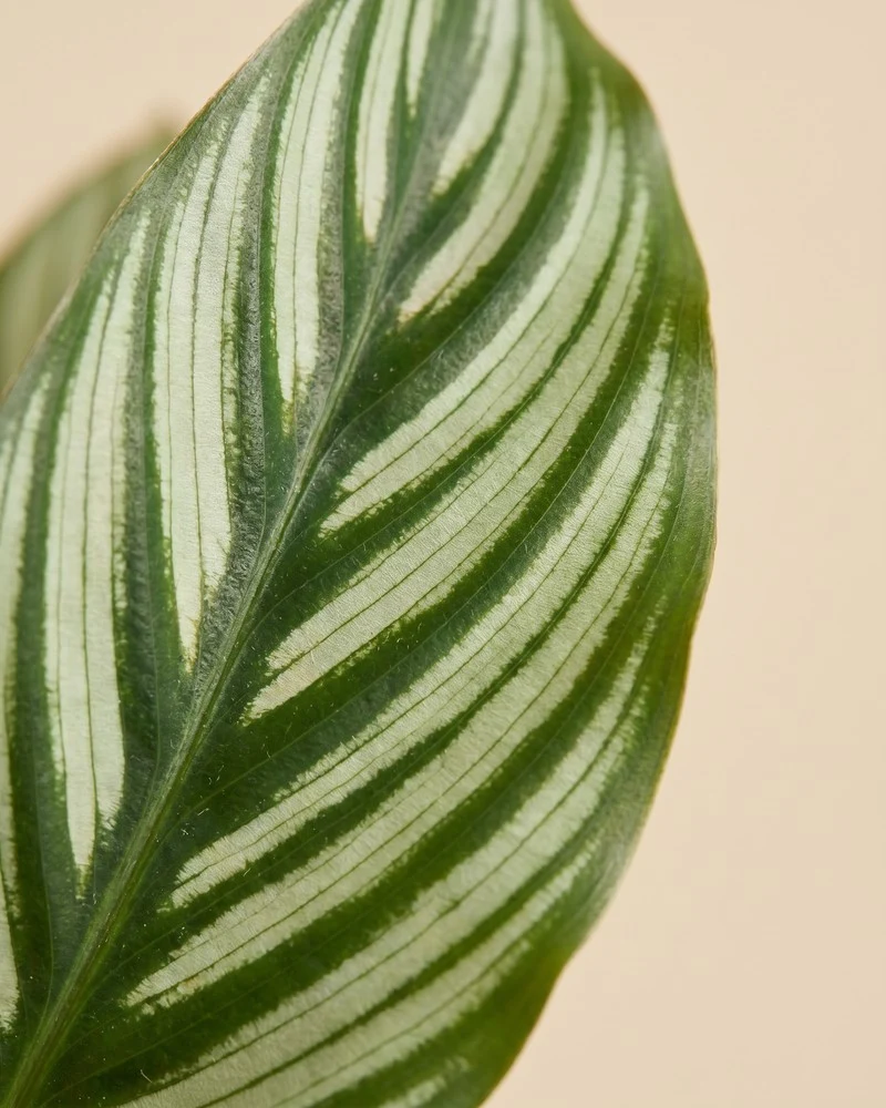 Calathea vittata • feey