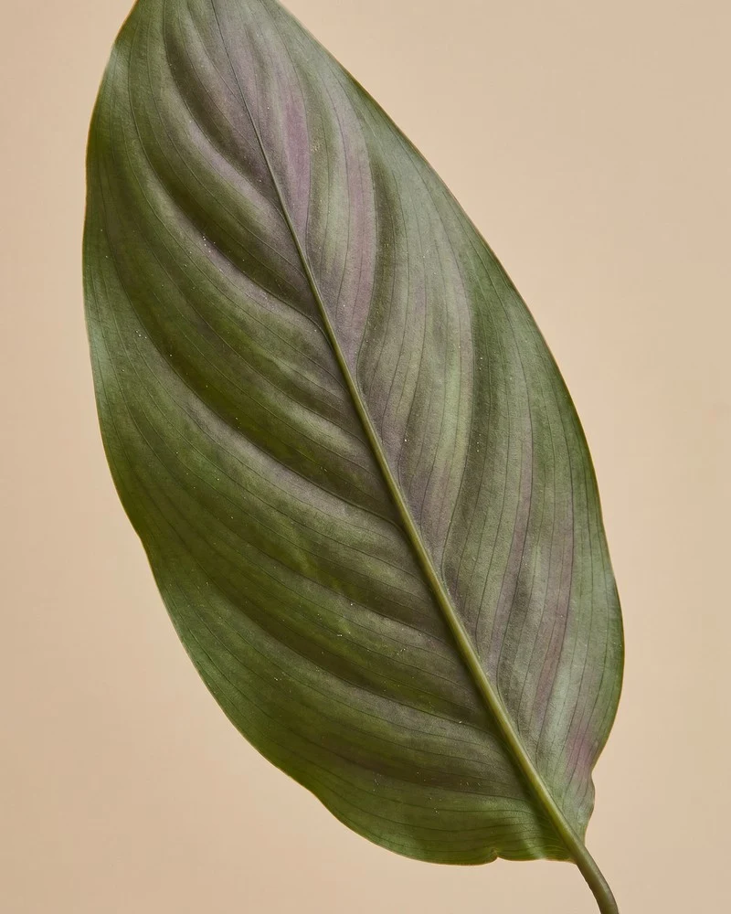 Calathea vittata • feey
