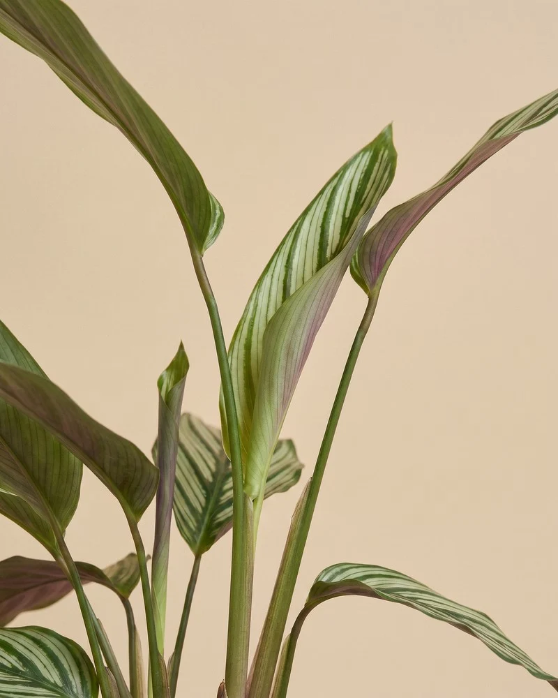Calathea vittata • feey