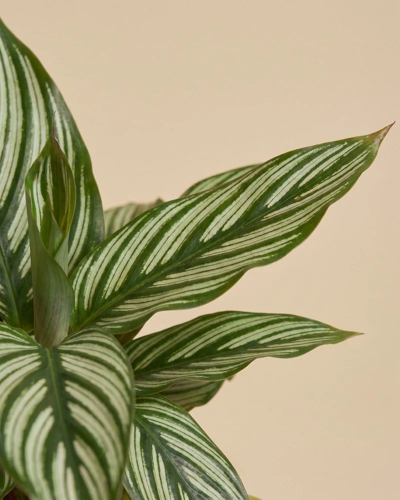 Calathea vittata • feey