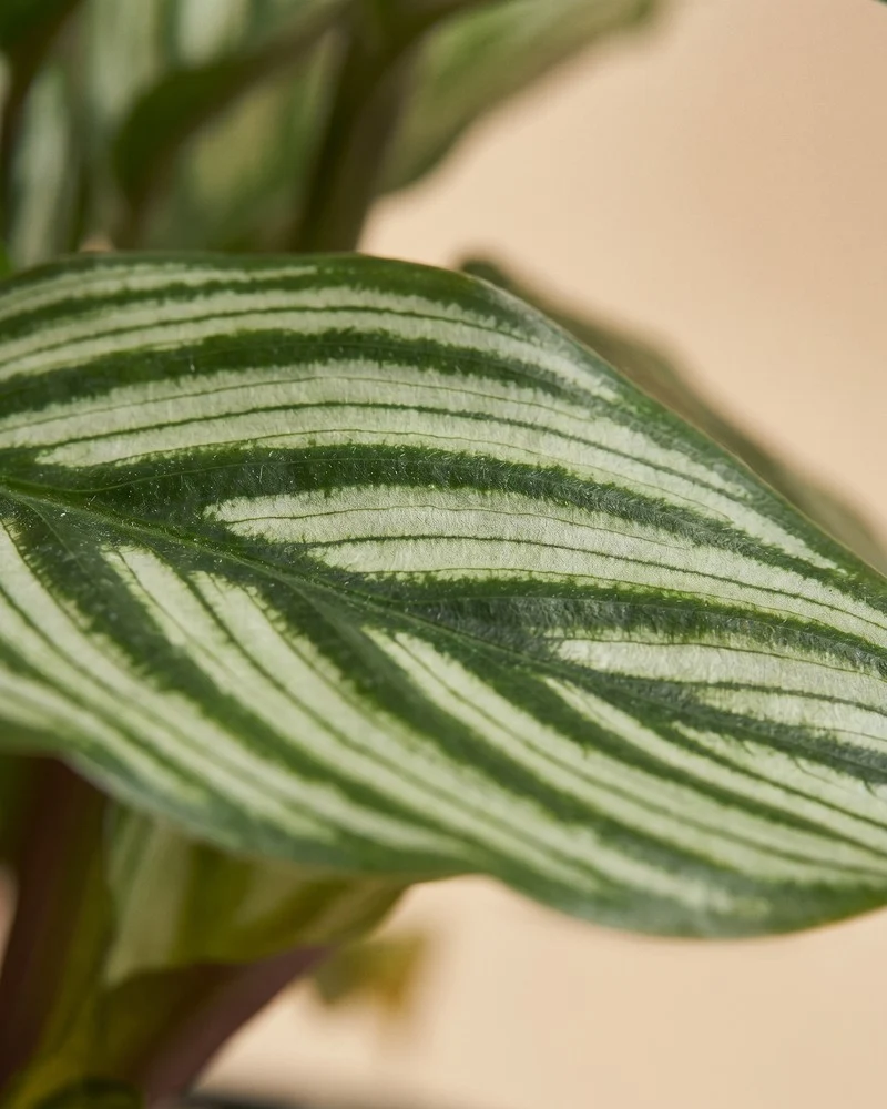 Calathea vittata • feey