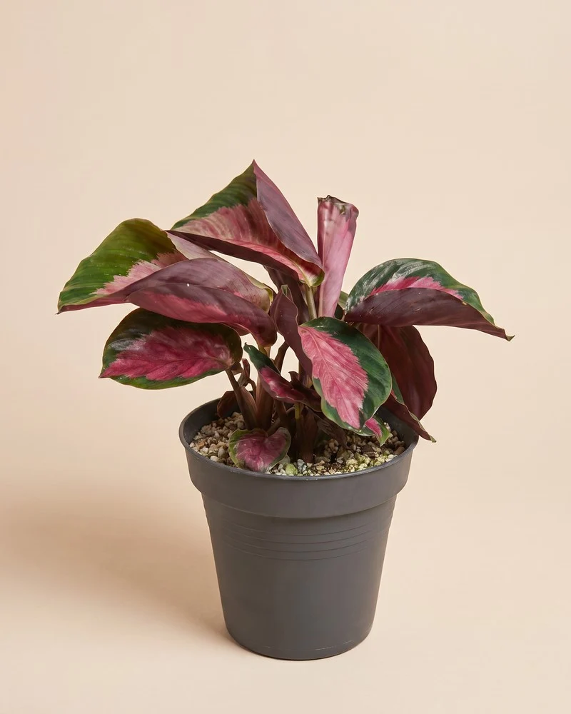 Calathea 'Rosy' • feey