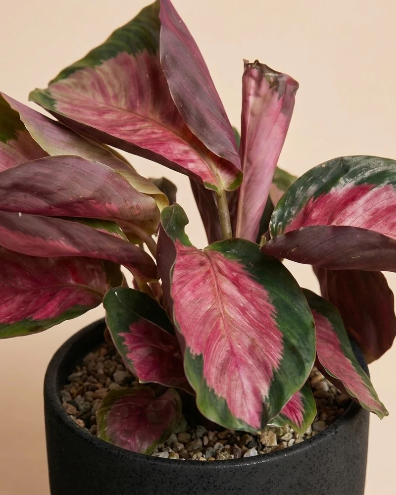Calathea 'Rosy' • feey