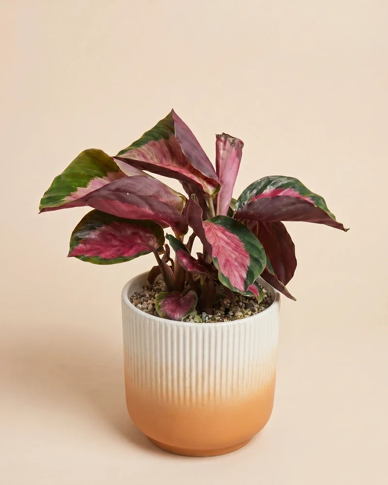 Calathea 'Rosy' • feey