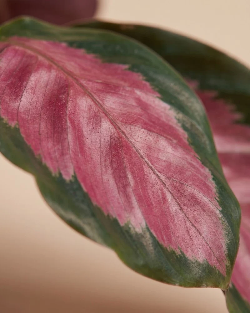 Calathea 'Rosy' • feey