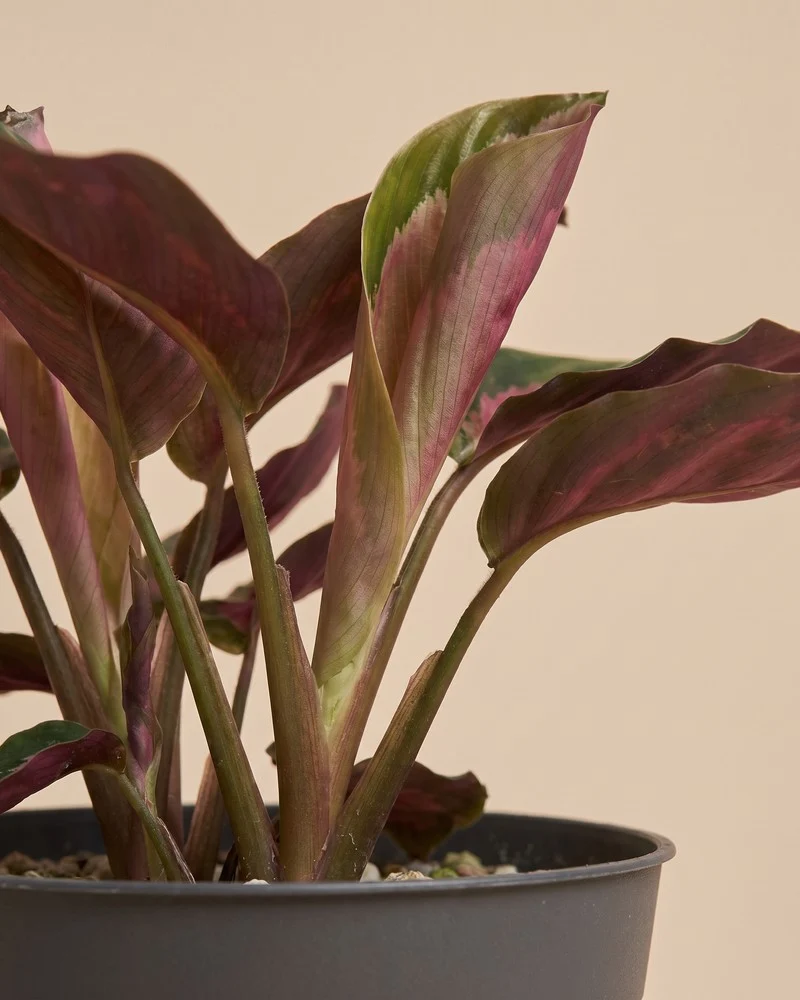 Calathea 'Rosy' • feey