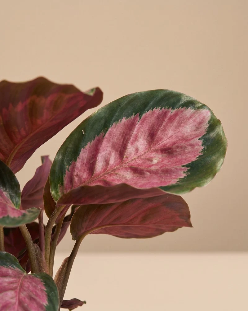 Calathea 'Rosy' • feey
