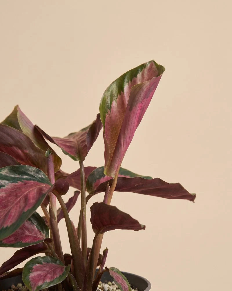 Calathea 'Rosy' • feey